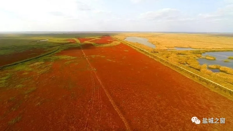 鹽城6.webp.jpg 鹽城6.webp.jpg